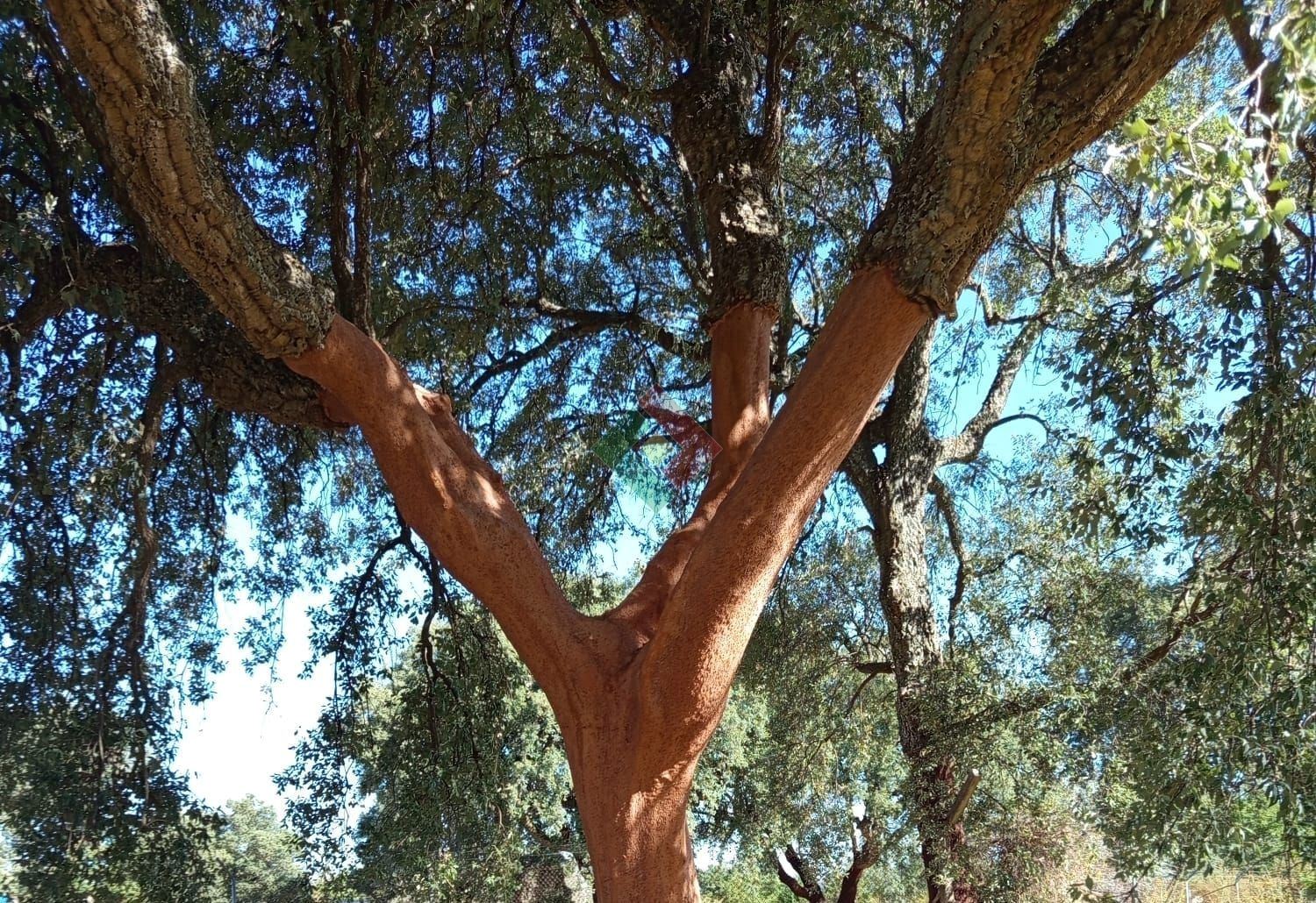 Quinta T0 para Venda em Montargil