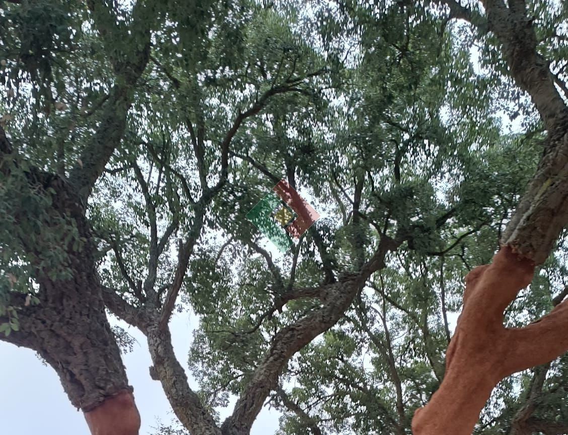 Quinta T0 para Venda em Montargil