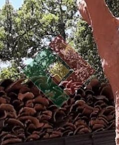 Quinta T0 para Venda em Montargil