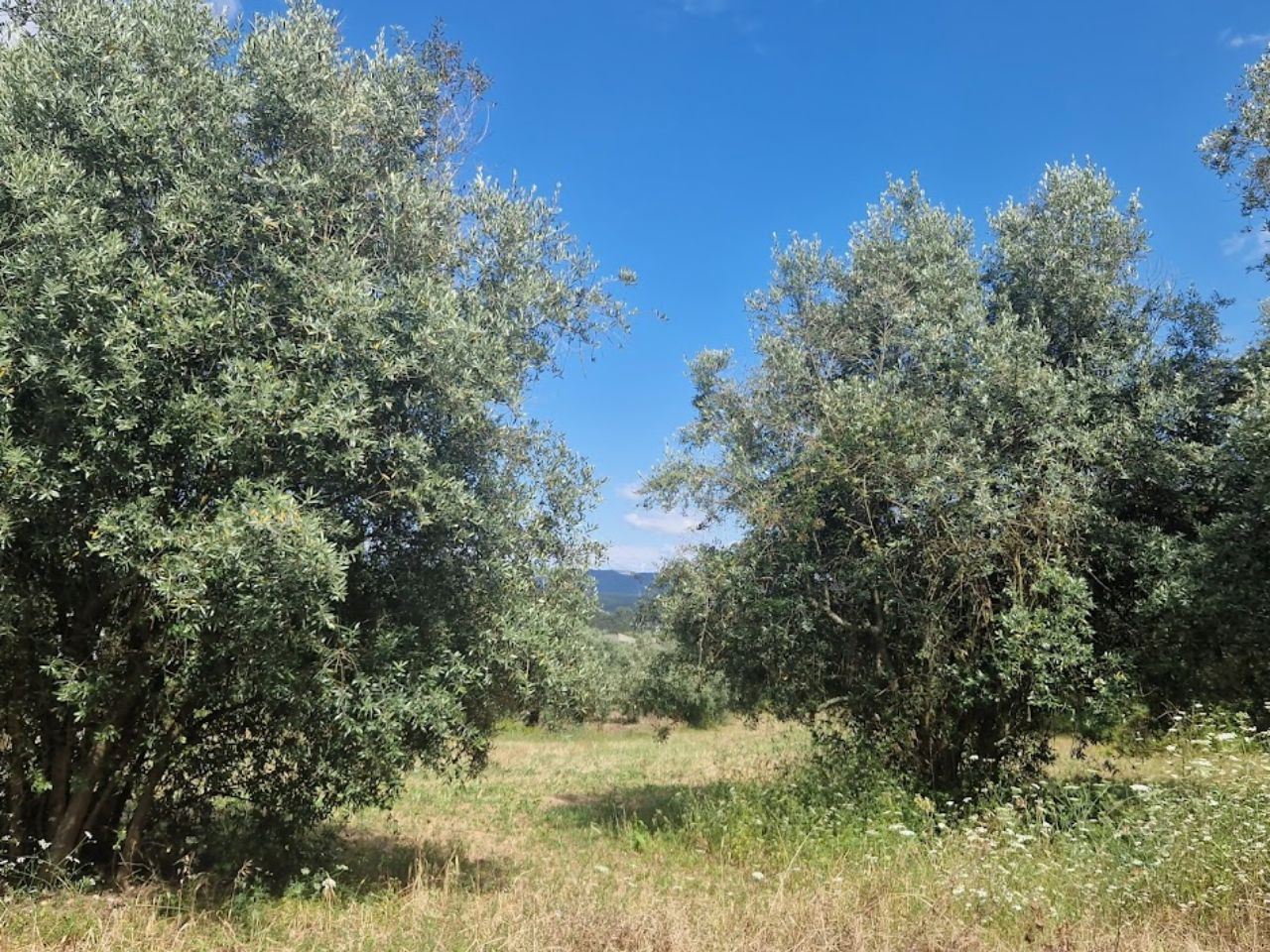 Terreno Comércio / Armazém para Venda em Casal Comba