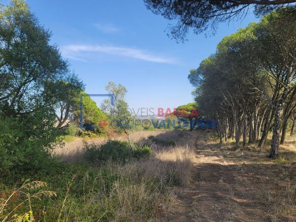 Terreno Rustico 24040 M2  - Terrugem