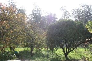 Rustic land, para Sale