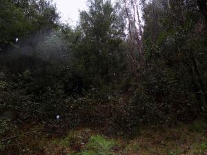 Terreno rústico, para Compra