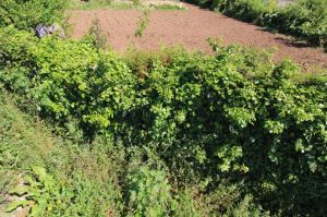 Land for house construction, para Sale