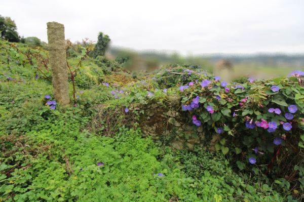 Casa aislada T0, para Compra