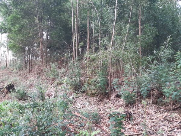 Terreno rústico, para Compra