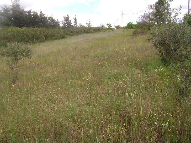 Terreno para Venda em Castelo Branco
