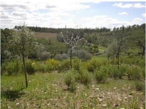 Terreno rústico, para Compra