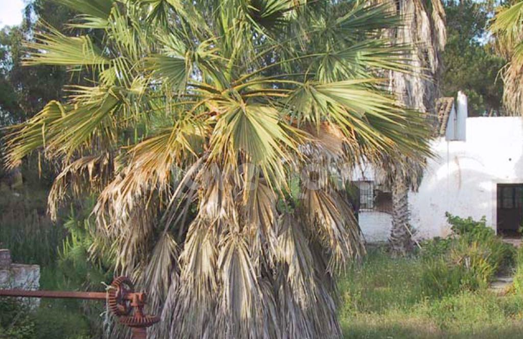 Quinta para Venda em Montenegro