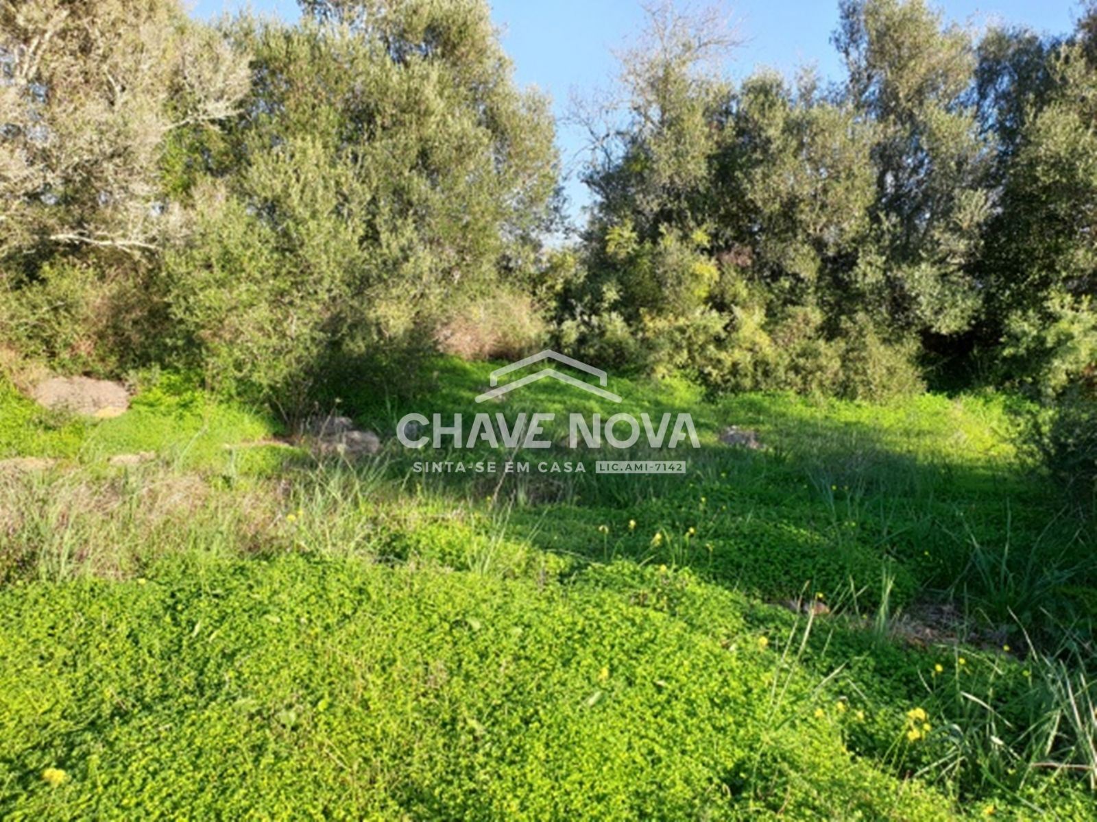 Terreno com 3900m2 c/ Projeto Aprovado em Calvos (Algarve)