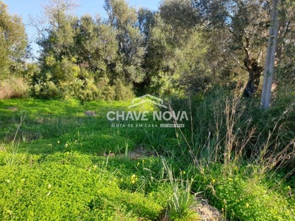 Terreno com 3900m2 c/ Projeto Aprovado em Calvos (Algarve)