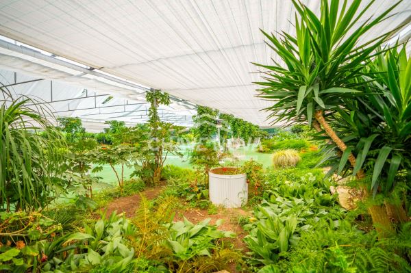 Quinta com duas Habitações independentes e espaço de eventos com 43000.00M2 - Paredes - Porto