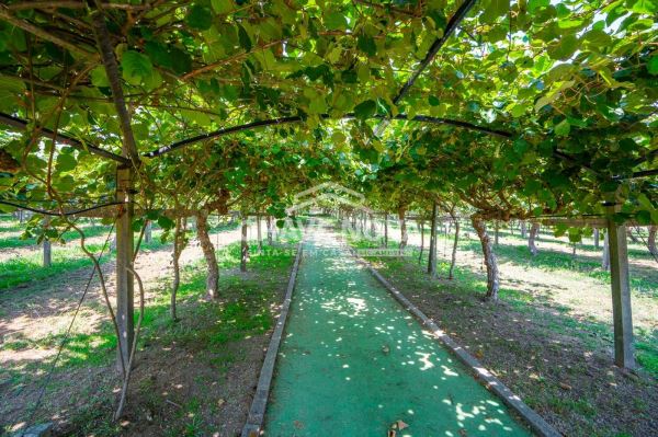 Quinta com duas Habitações independentes e espaço de eventos com 43000.00M2 - Paredes - Porto