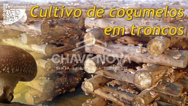 Quinta com Armazens/Estufas  de produção Cogumelos 