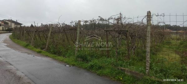 Terreno com 4195m2 em Oiã, Oliveira do Bairro
