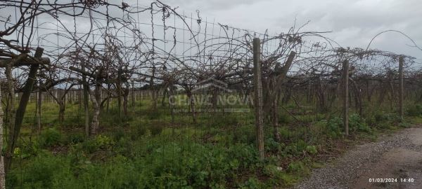 Terreno com 4195m2 em Oiã, Oliveira do Bairro