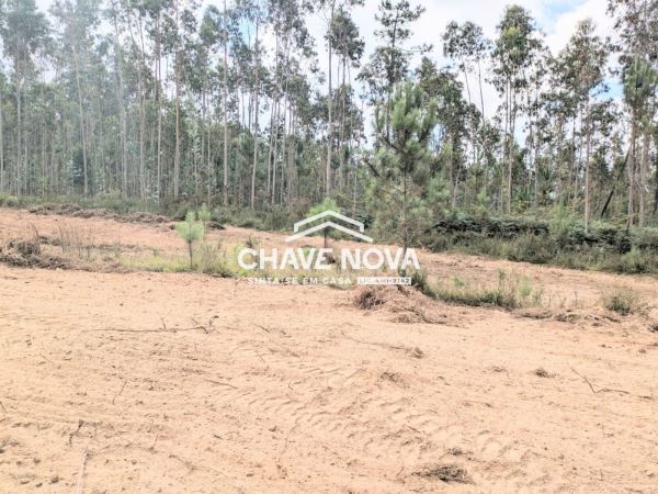 Terreno misto com 11.500m2 para venda em Pigeiros, Santa Maria da Feira