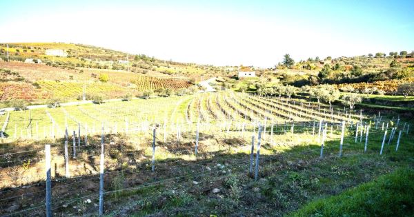 Moradia T3 inserida em Quinta com Vinha em Tabuaço, Viseu 