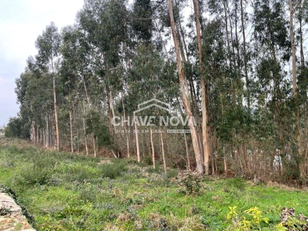 Terreno Urbanizável em Nogueira do Cravo