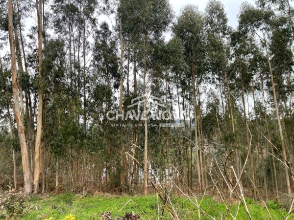 Terreno Urbanizável em Nogueira do Cravo