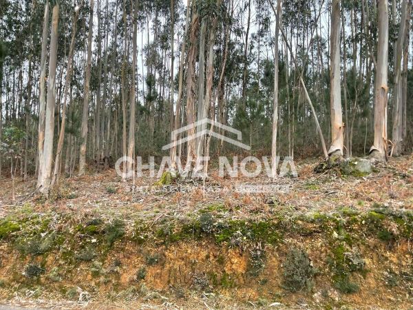 Terreno Urbanizável em Nogueira do Cravo