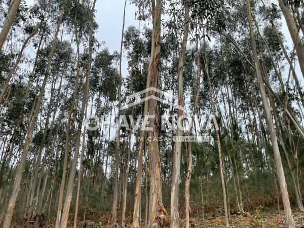 Terreno Urbanizável em Nogueira do Cravo