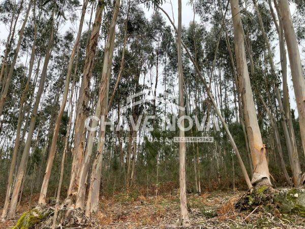 Terreno Urbanizável em Nogueira do Cravo