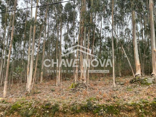 Terreno Urbanizável em Nogueira do Cravo