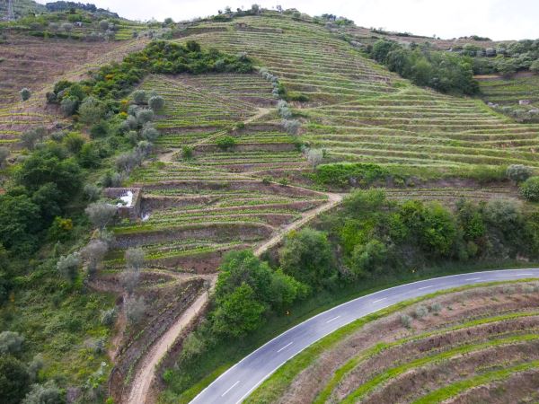 Terreno para projeto de turismo de habitação em pleno Douro