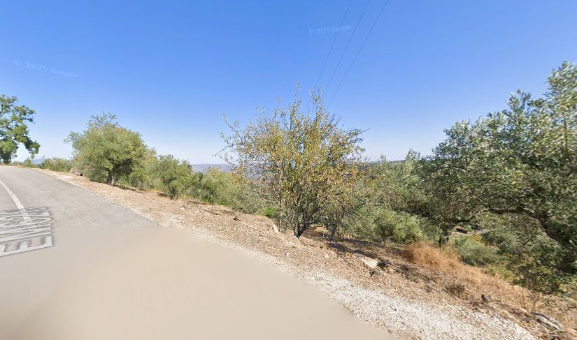 Terreno com 160 oliveiras - Vila Flor Terreno com 160 oliveiras - Vila Flor