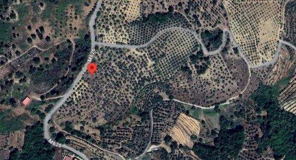 Terreno com 160 oliveiras - Vila Flor Terreno com 160 oliveiras - Vila Flor