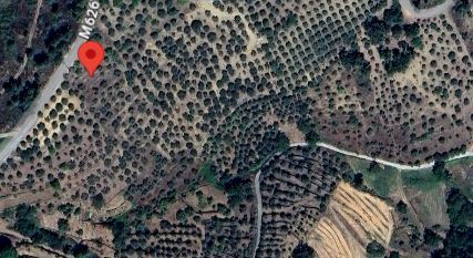 Terreno com 160 oliveiras - Vila Flor Terreno com 160 oliveiras - Vila Flor