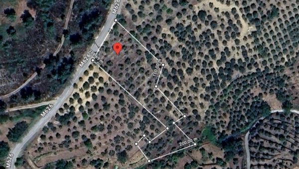 Terreno com 160 oliveiras - Vila Flor Terreno com 160 oliveiras - Vila Flor