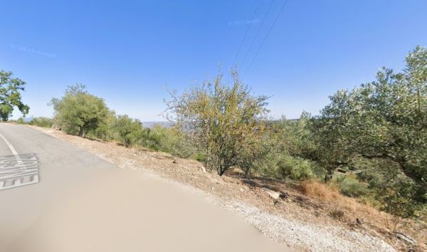 Terreno com 160 oliveiras - Vila Flor Terreno com 160 oliveiras - Vila Flor