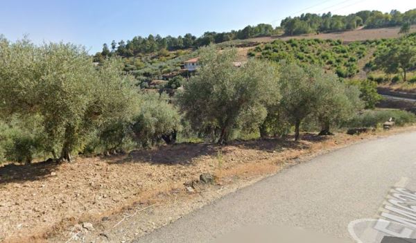 Terreno com 160 oliveiras - Vila Flor Terreno com 160 oliveiras - Vila Flor