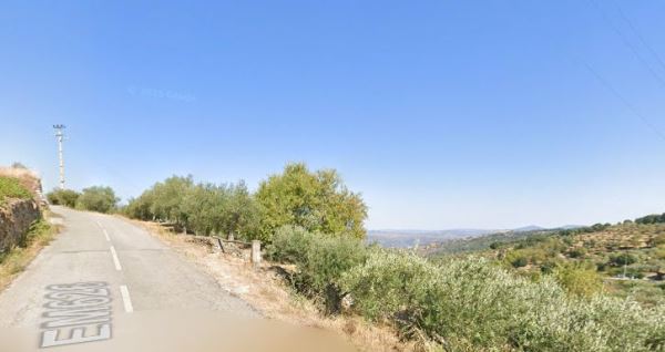 Terreno com 160 oliveiras - Vila Flor Terreno com 160 oliveiras - Vila Flor