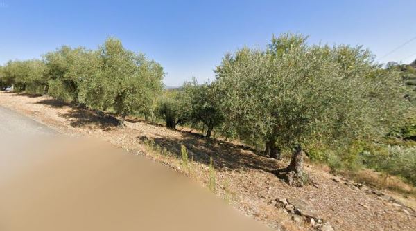 Terreno com 160 oliveiras - Vila Flor Terreno com 160 oliveiras - Vila Flor