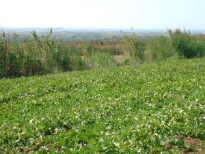 Mixed land T0, para Sale