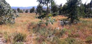 Terreno rústico para Compra