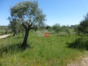 Mixed land, para Sale