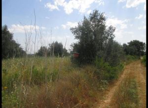 Mixed land, para Sale