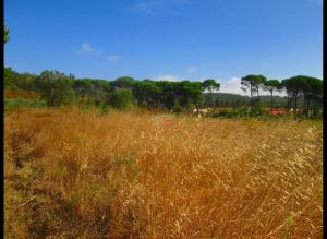 Mixed land, para Sale