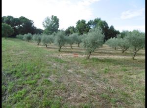 Mixed land, para Sale