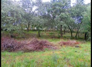 Mixed land, para Sale