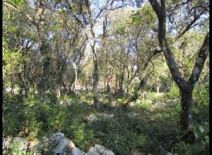 Mixed land, para Sale