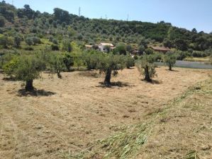 Mixed land, para Sale
