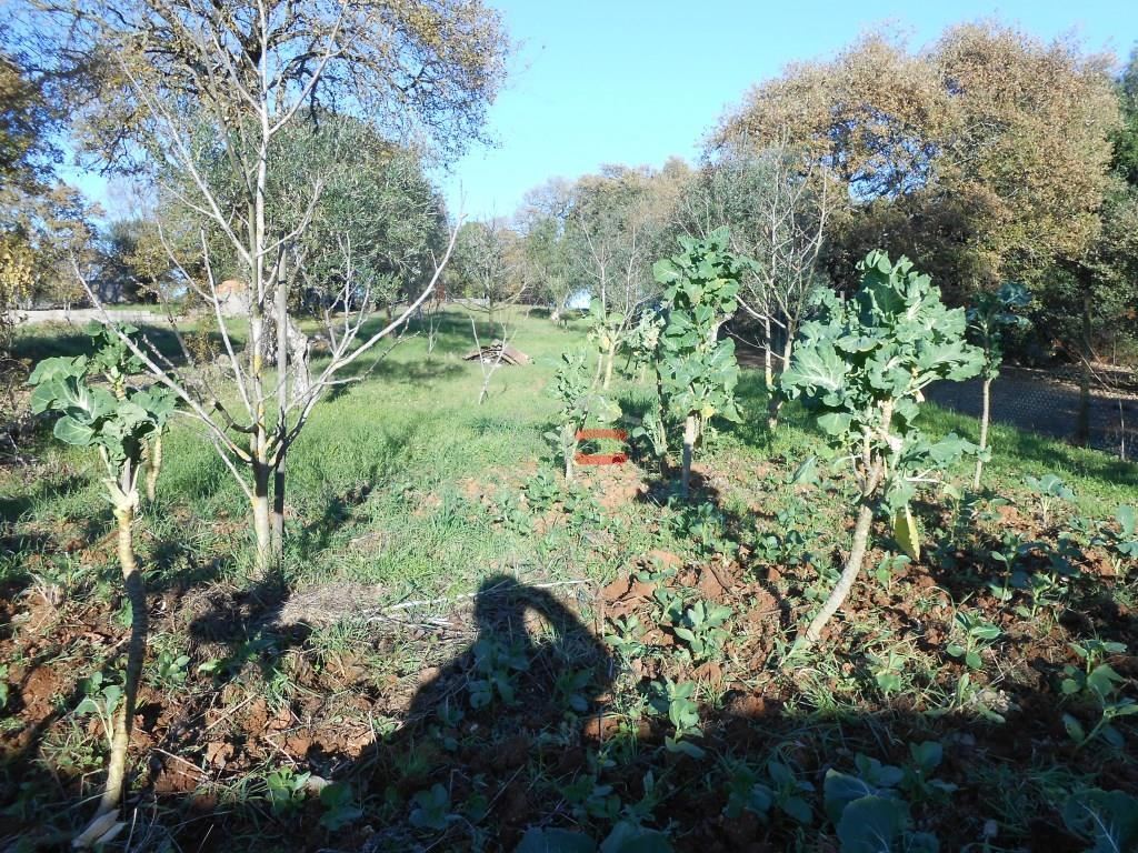 Moradia T3 para Venda em Fatima