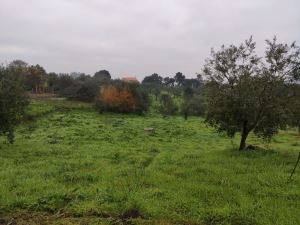 Agricultural land, para Sale