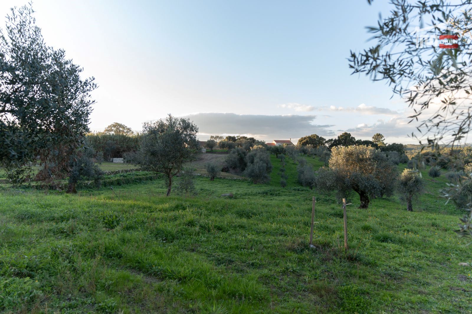 Terreno Agricola ou Rústico para Venda em Atouguia