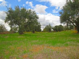 Mixed land, para Sale